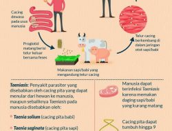 Apa gejala infeksi cacing pita pada manusia
